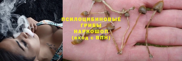 прущие грибы Балабаново